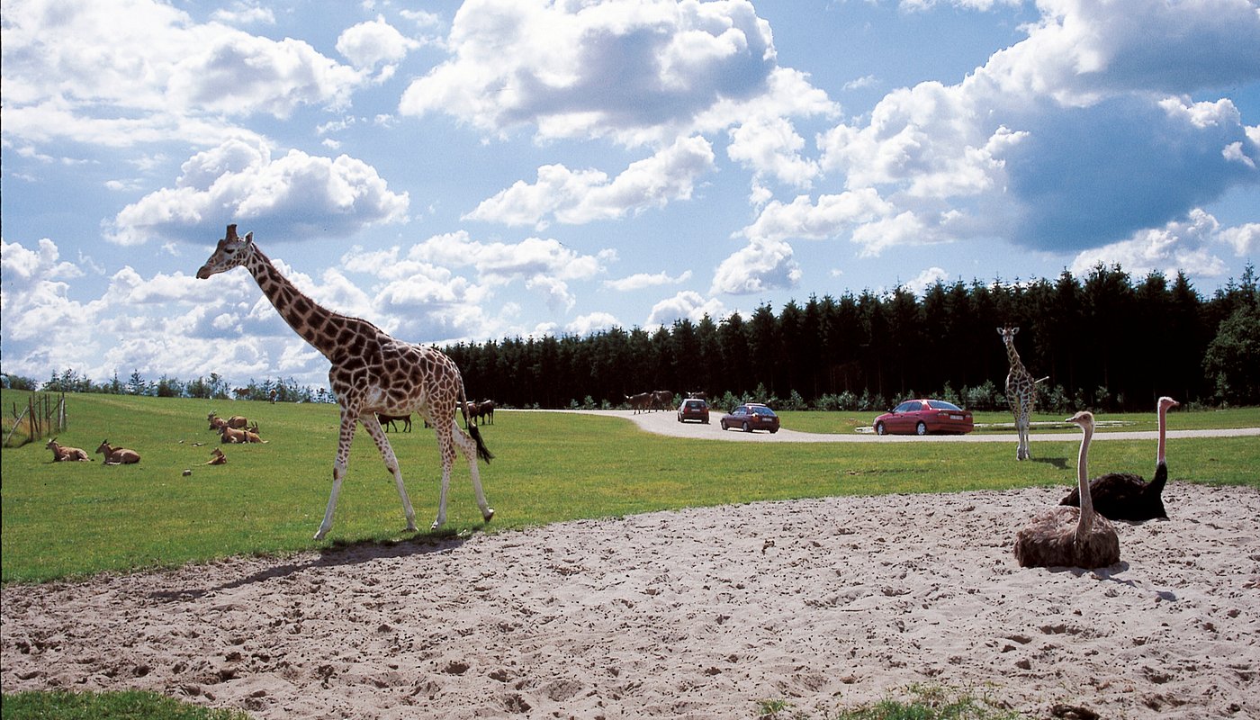 Givskud Zoo - tæt på Jelling Camping